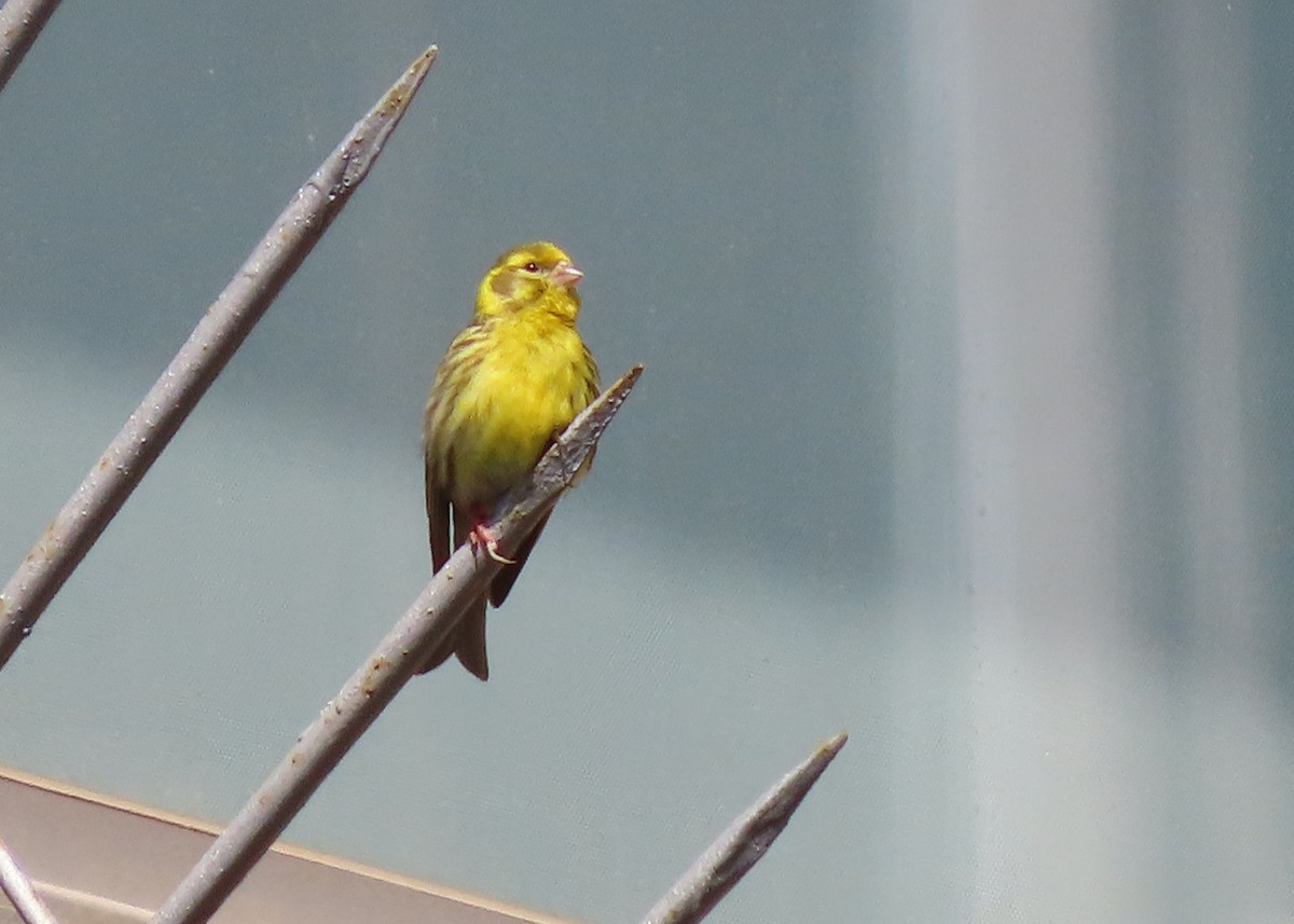 European Serin - ML619992934