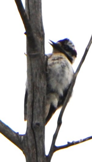 Downy Woodpecker - ML619992935