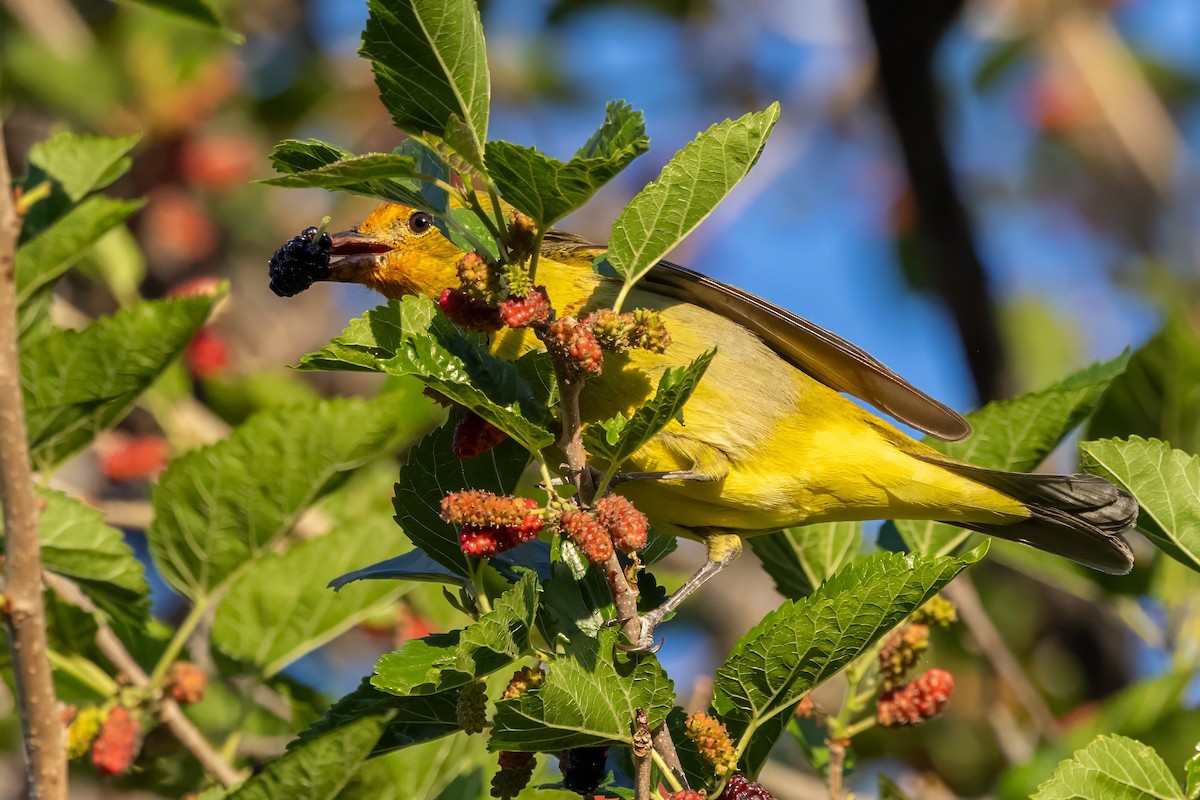 Western Tanager - ML619992939