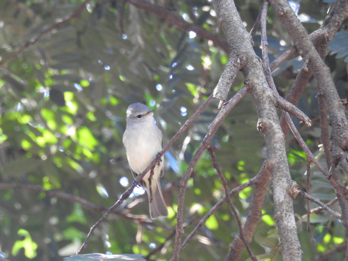 Southern Beardless-Tyrannulet - ML619992942