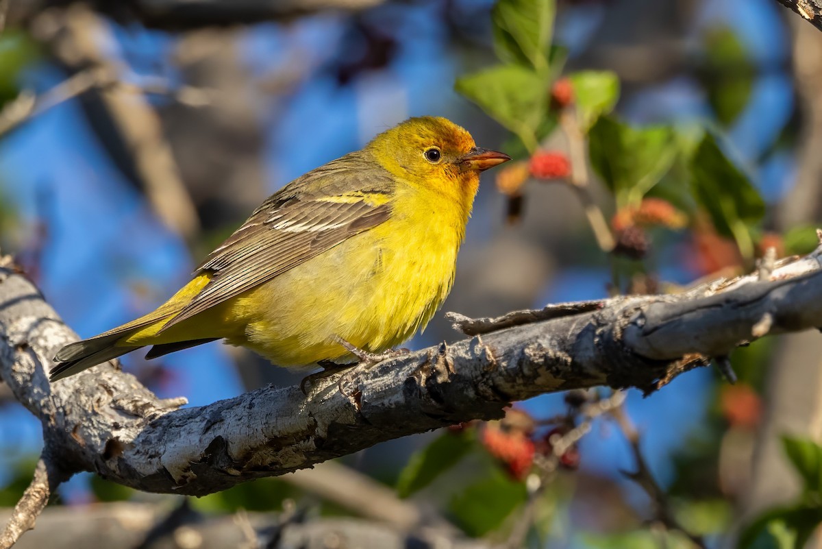 Western Tanager - ML619992945