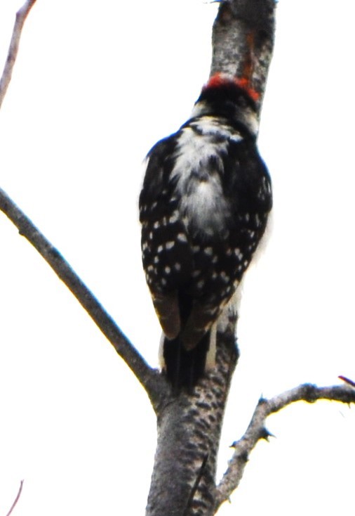 Downy Woodpecker - ML619992946