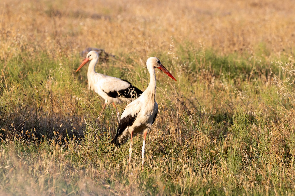 White Stork - ML619992947