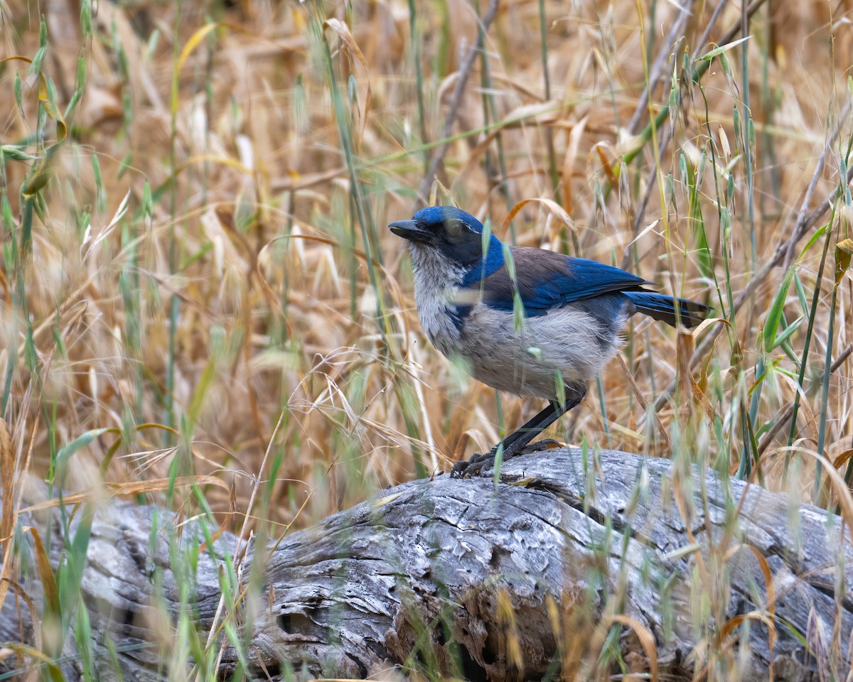 Island Scrub-Jay - Kevin Wilson