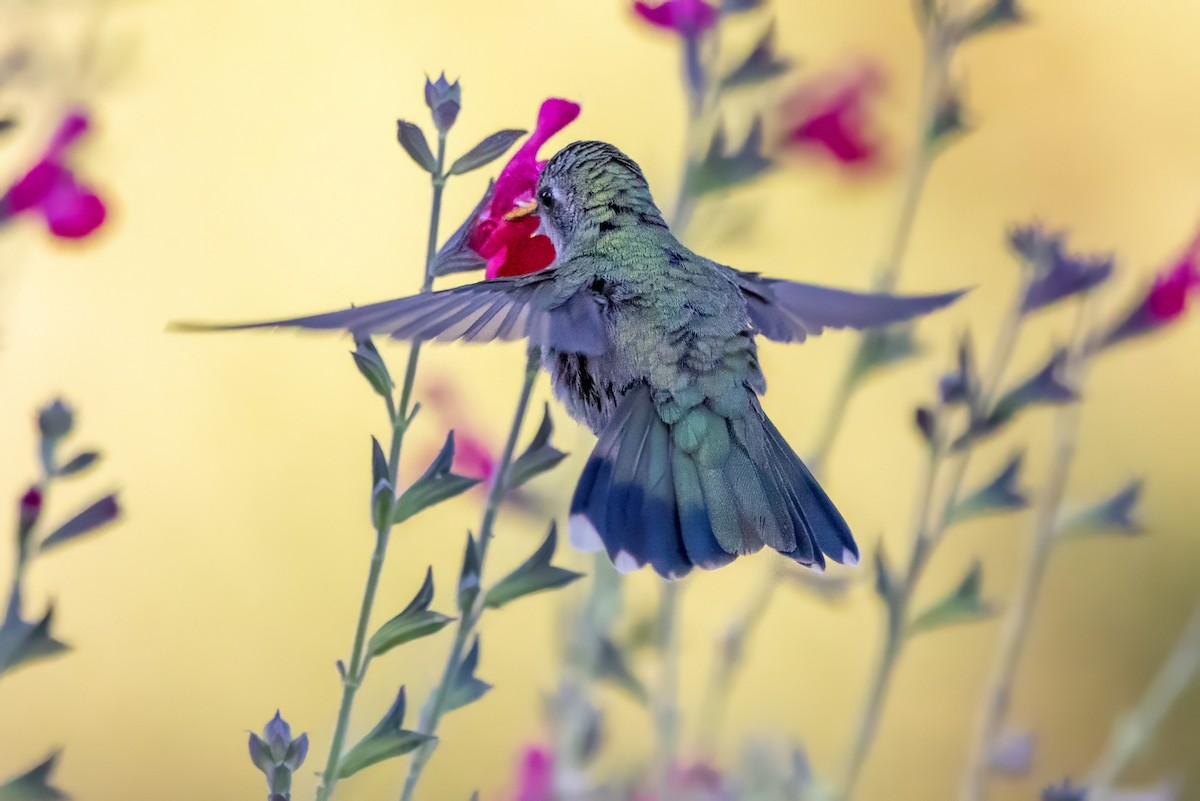 Broad-billed Hummingbird - ML619992950