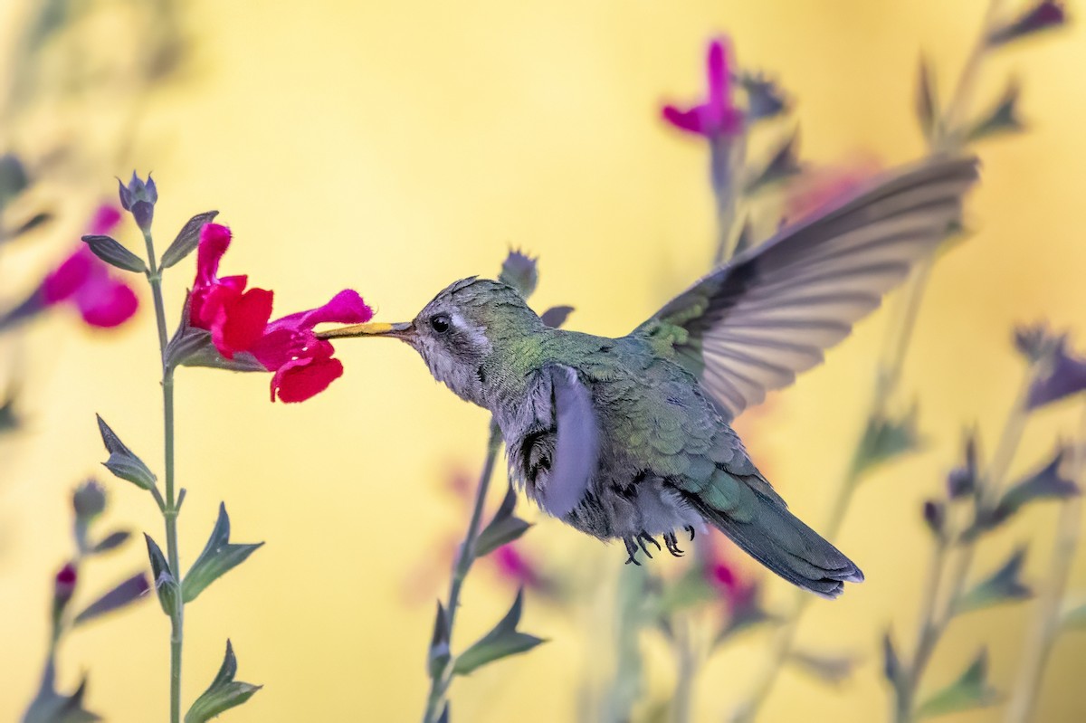 Broad-billed Hummingbird - ML619992953