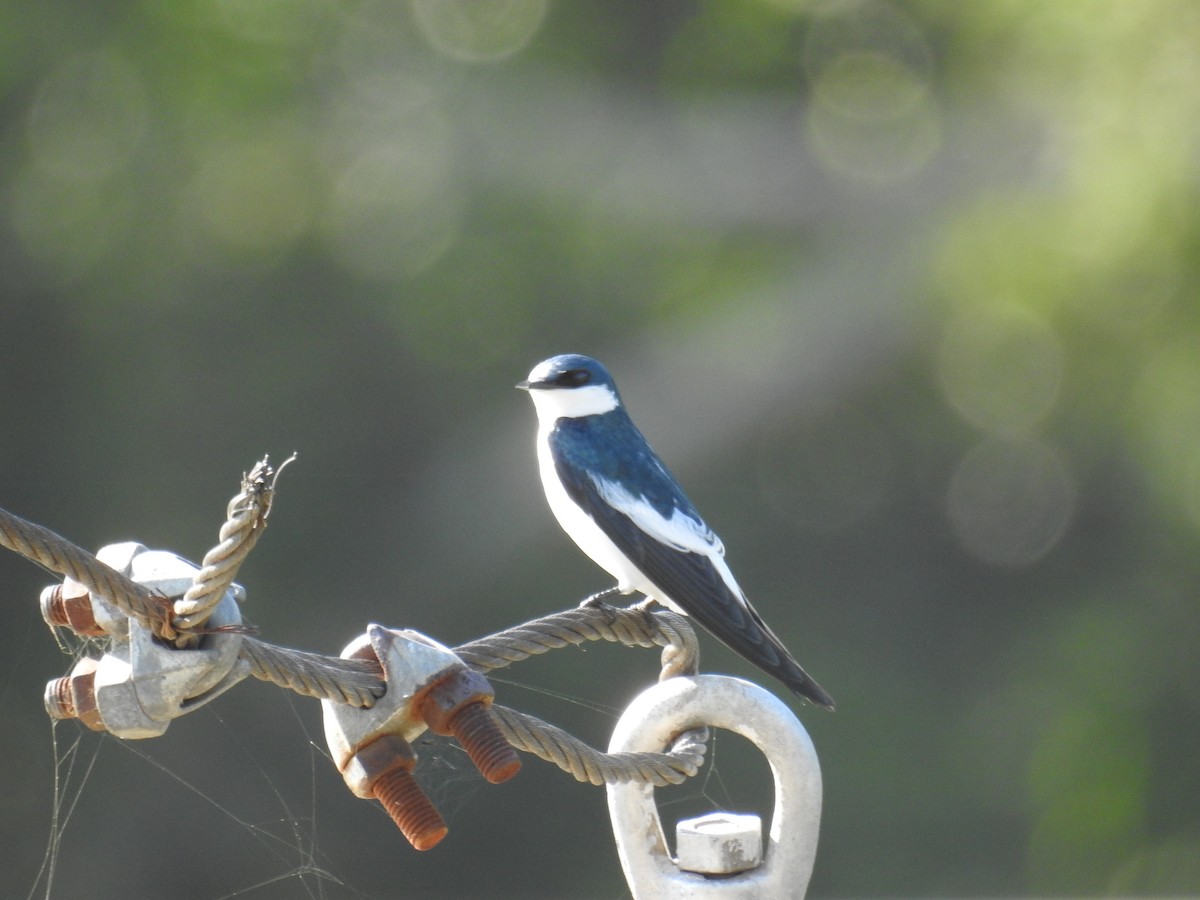 White-winged Swallow - ML619992970