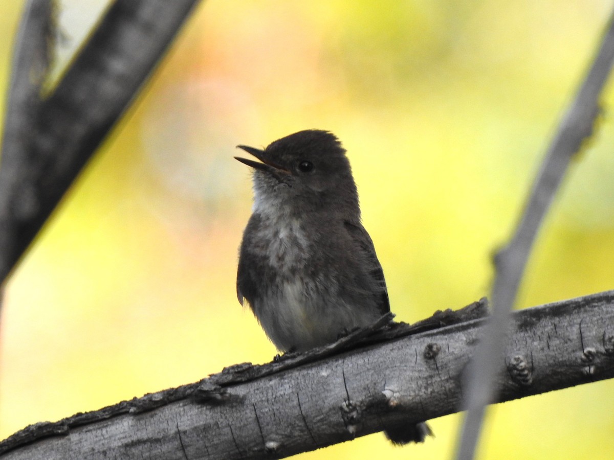 Black x Eastern Phoebe (hybrid) - ML619992974