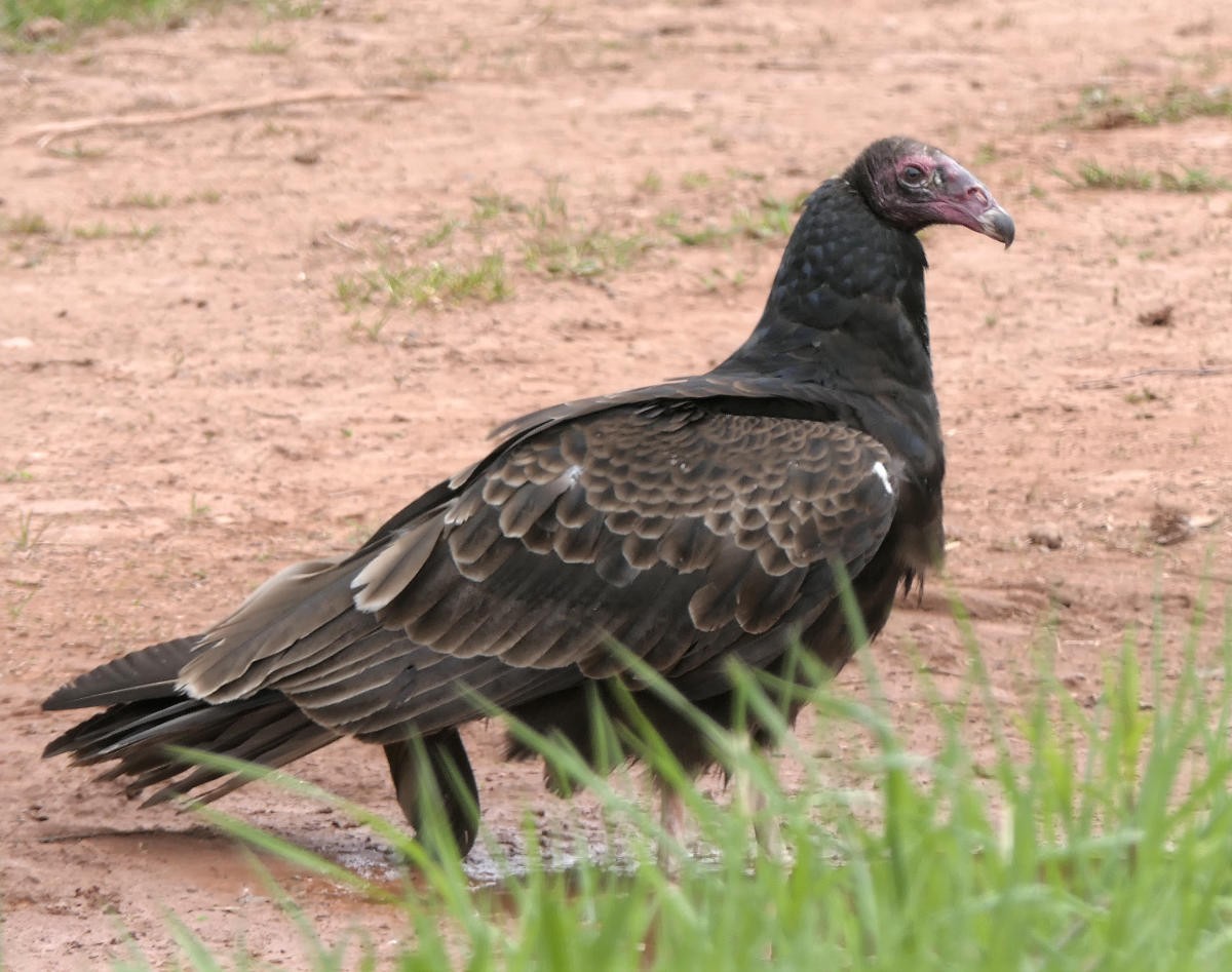 Turkey Vulture - ML619992976