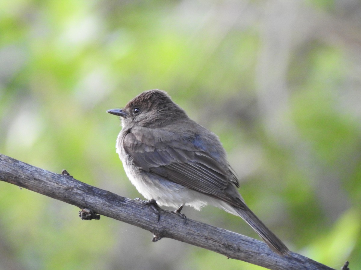 Black x Eastern Phoebe (hybrid) - ML619992978