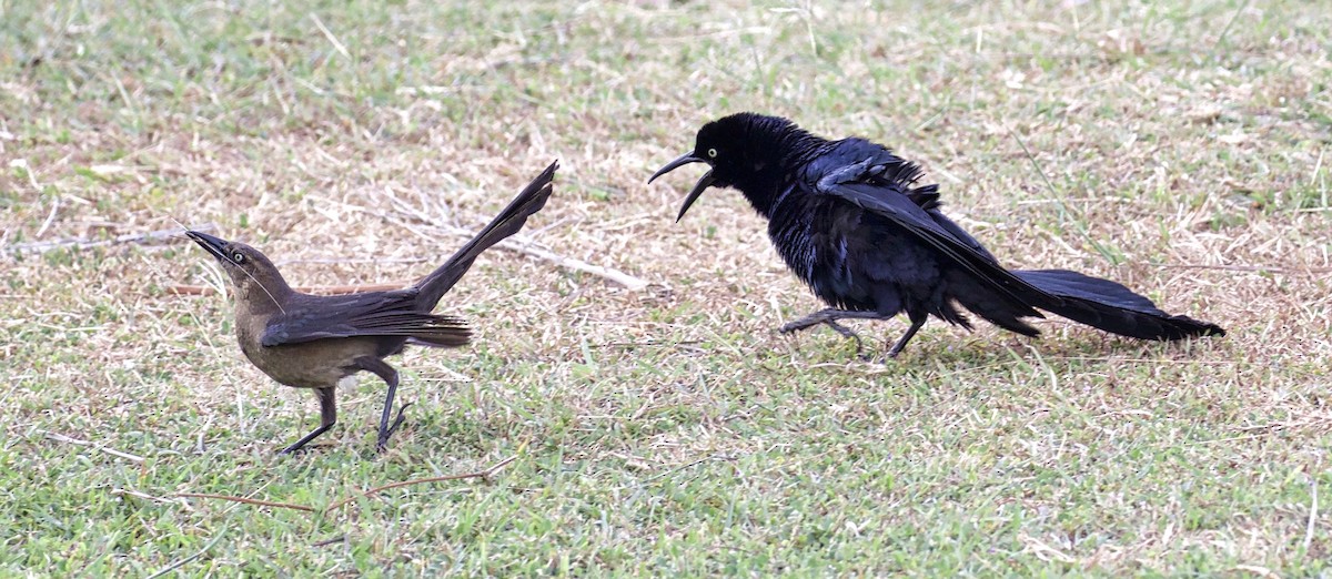 Great-tailed Grackle - ML619992979