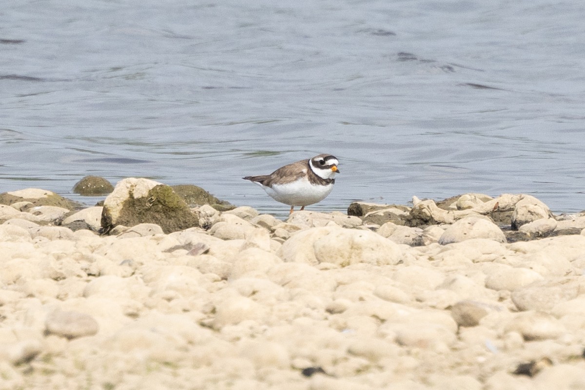 Common Ringed Plover - ML619992985