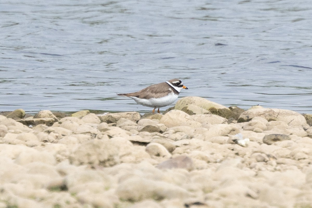 Common Ringed Plover - ML619992986
