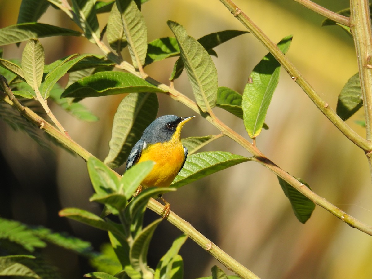 Tropical Parula - ML619992990