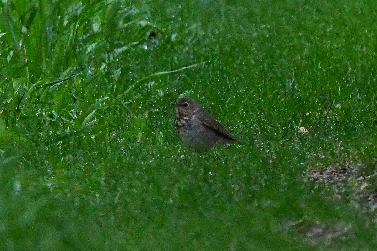 Gray-cheeked Thrush - ML619993005