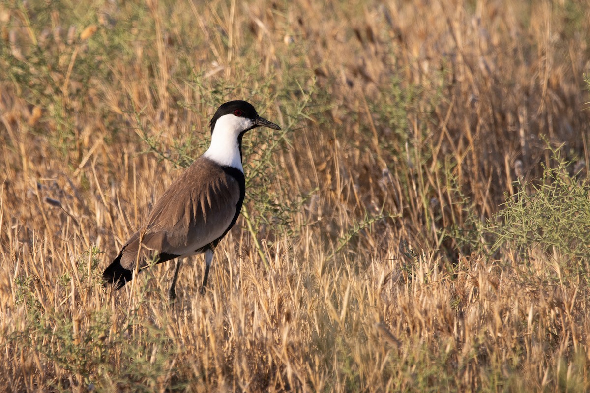 Spur-winged Lapwing - ML619993009