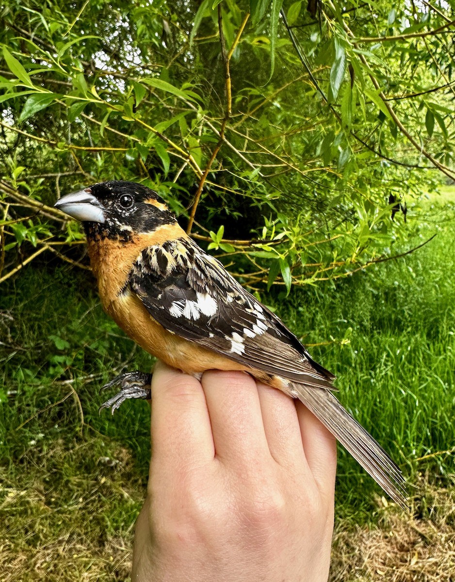 Black-headed Grosbeak - ML619993010