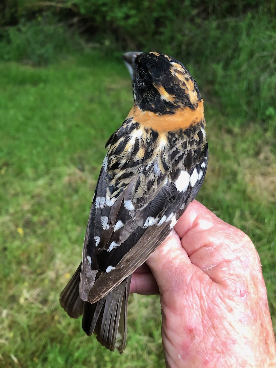 Black-headed Grosbeak - ML619993016