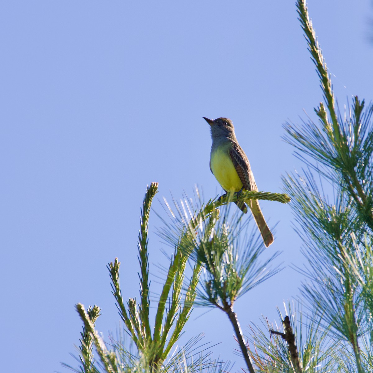 Great Crested Flycatcher - ML619993025