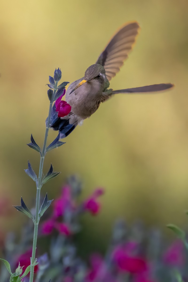 kolibřík širokozobý - ML619993026