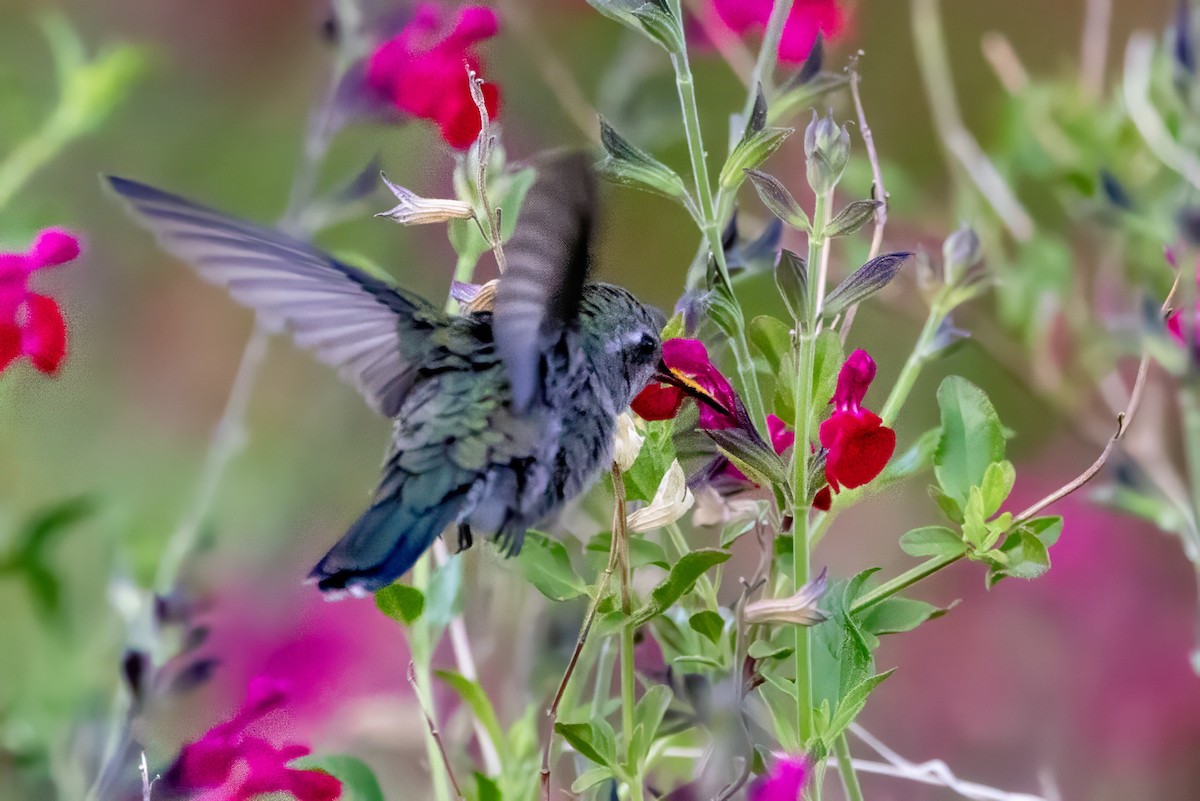 kolibřík širokozobý - ML619993027