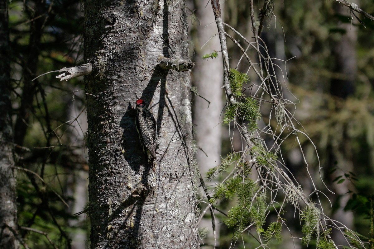 Yellow-bellied Sapsucker - ML619993032