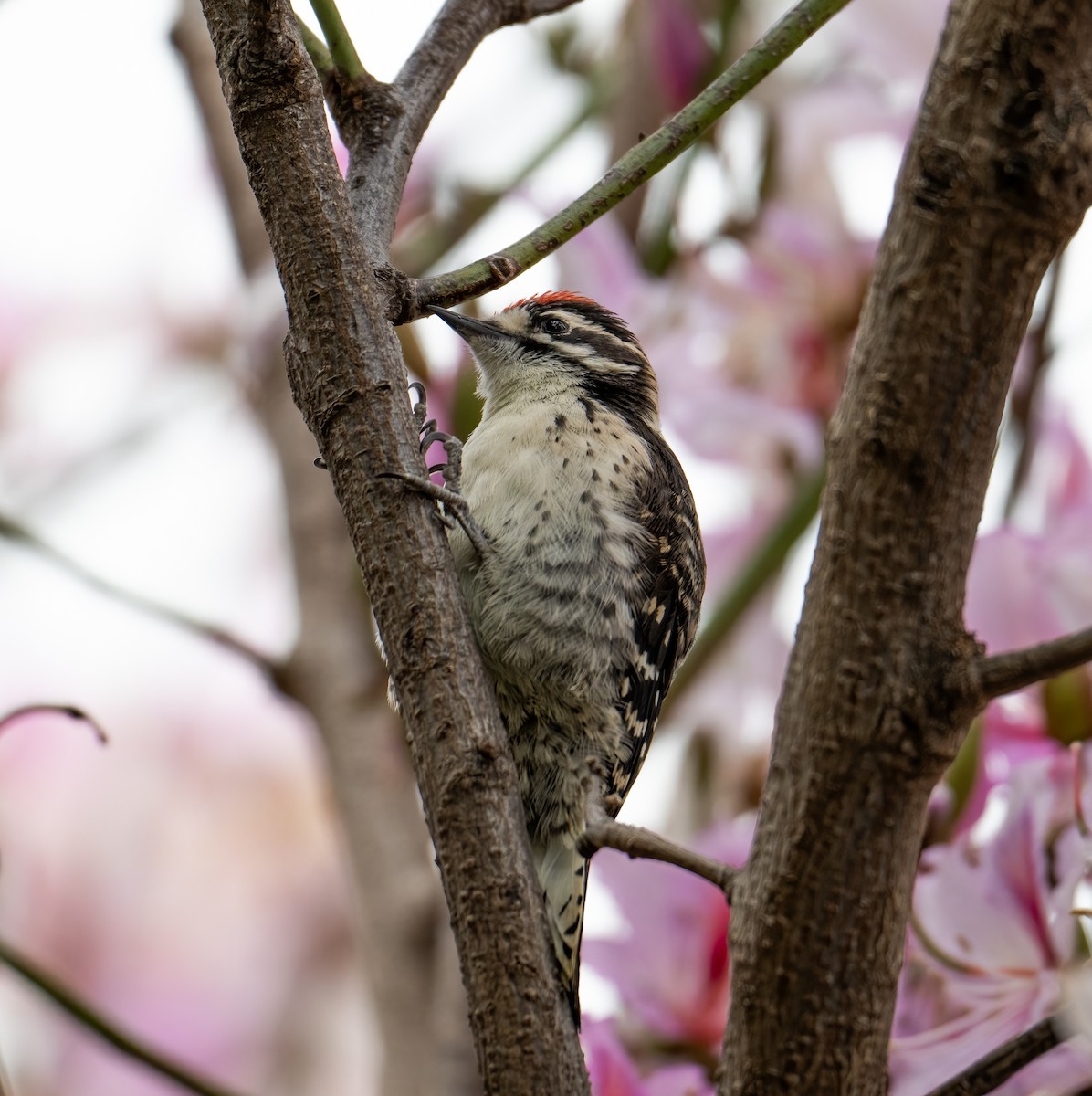 Nuttall's Woodpecker - ML619993034