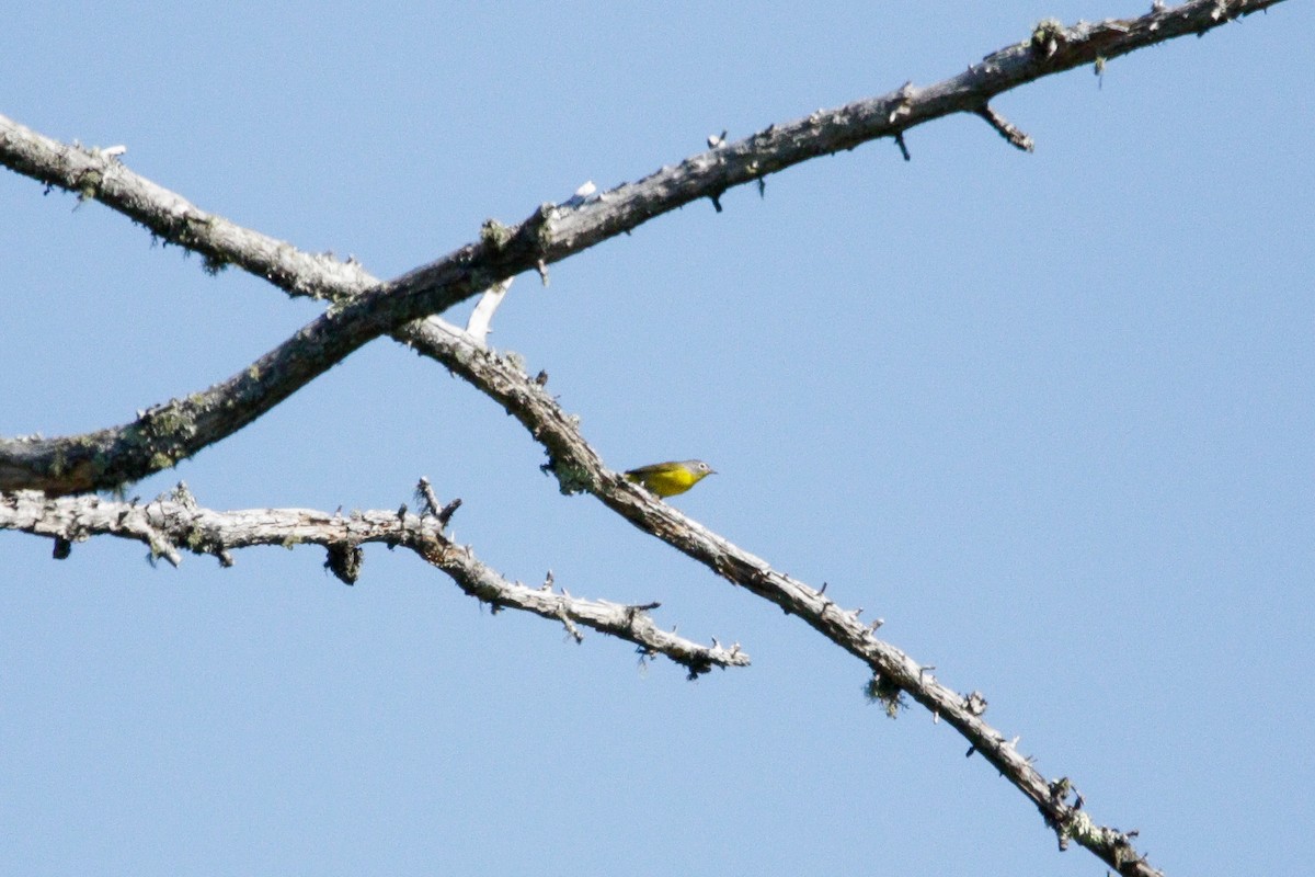 Rubinfleck-Waldsänger - ML619993039