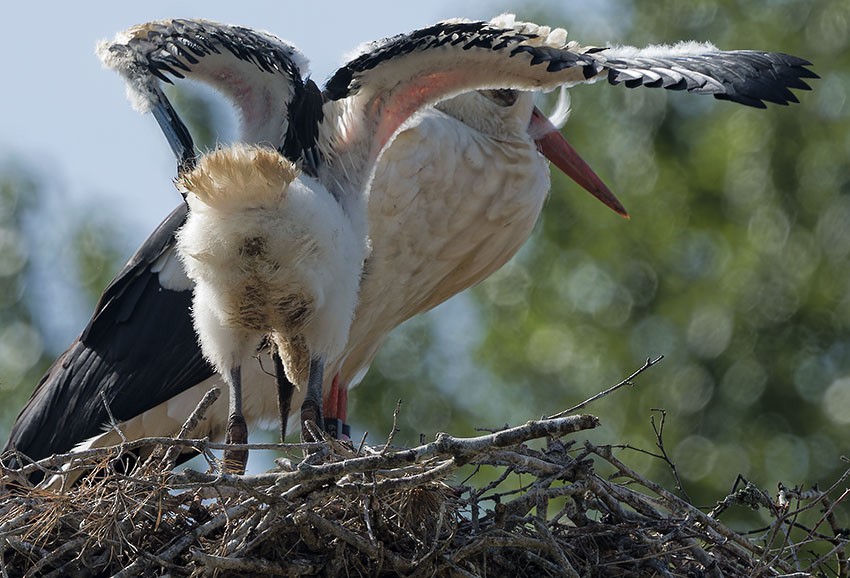 White Stork - ML619993046