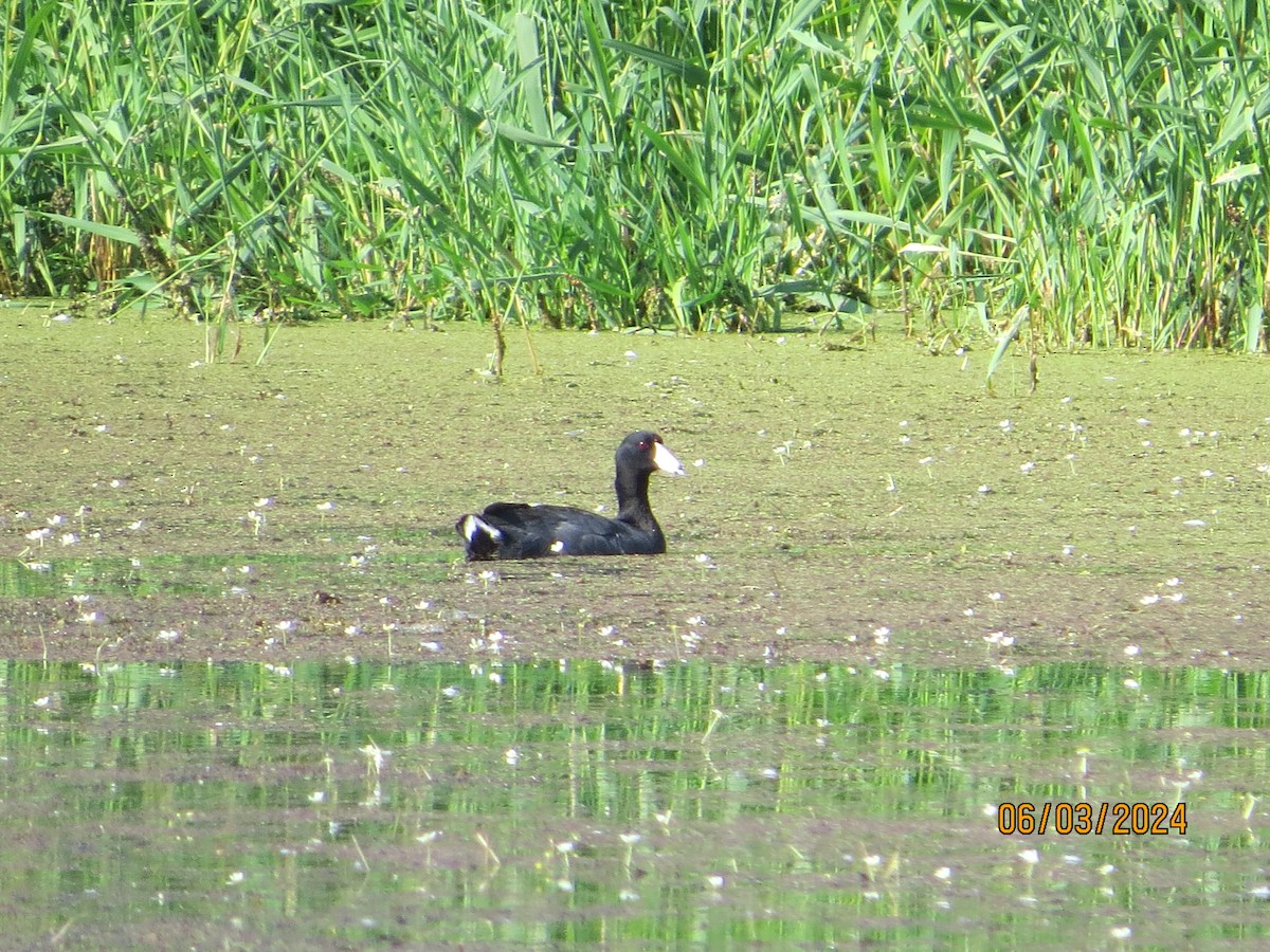 American Coot - ML619993050