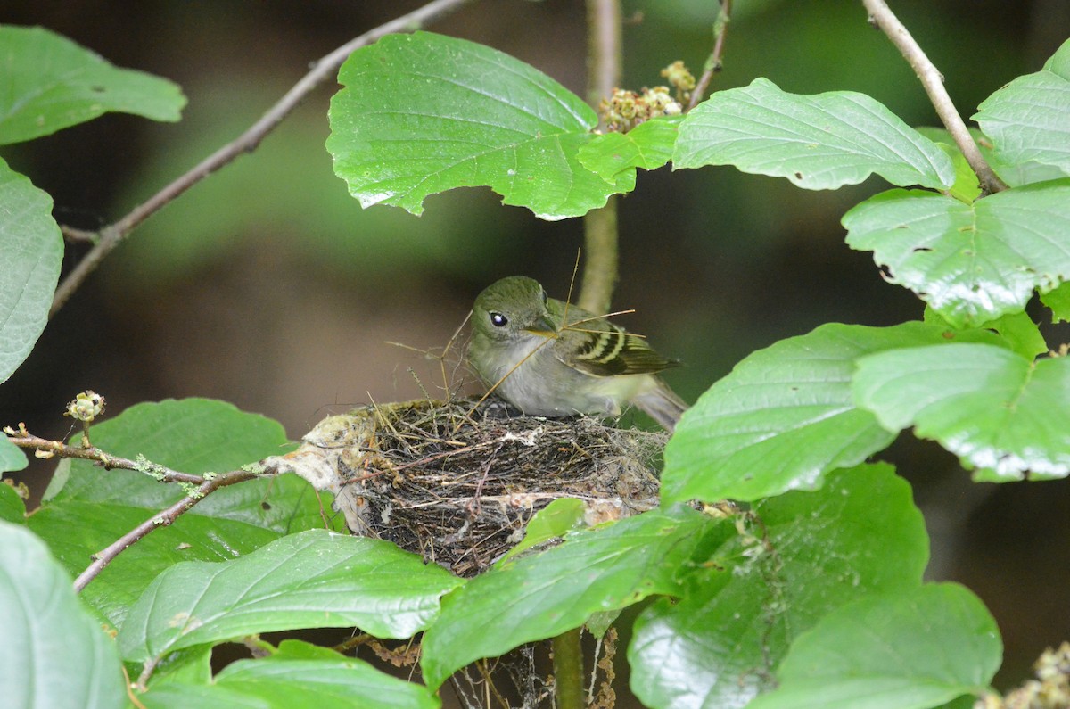 Acadian Flycatcher - ML619993056