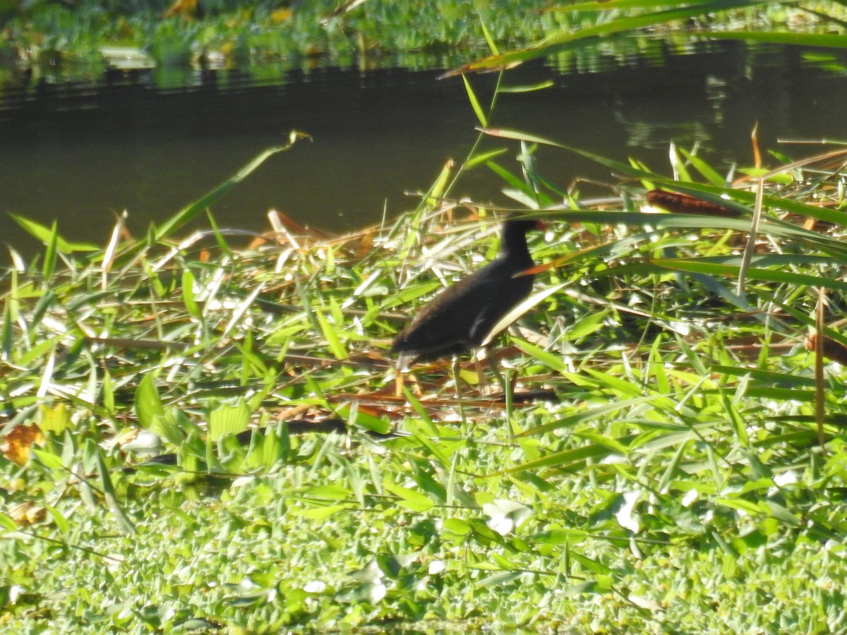 Common Gallinule - ML619993057