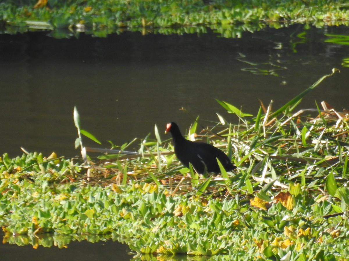 Common Gallinule - ML619993058