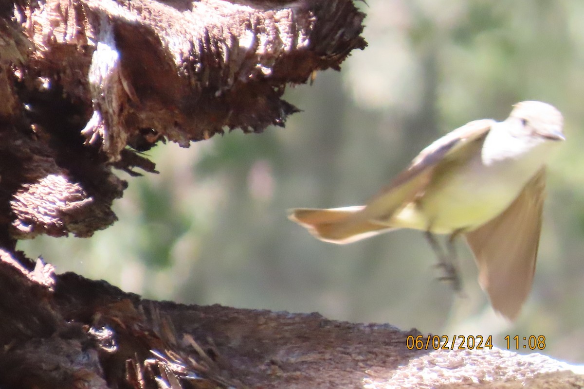 Ash-throated Flycatcher - ML619993060