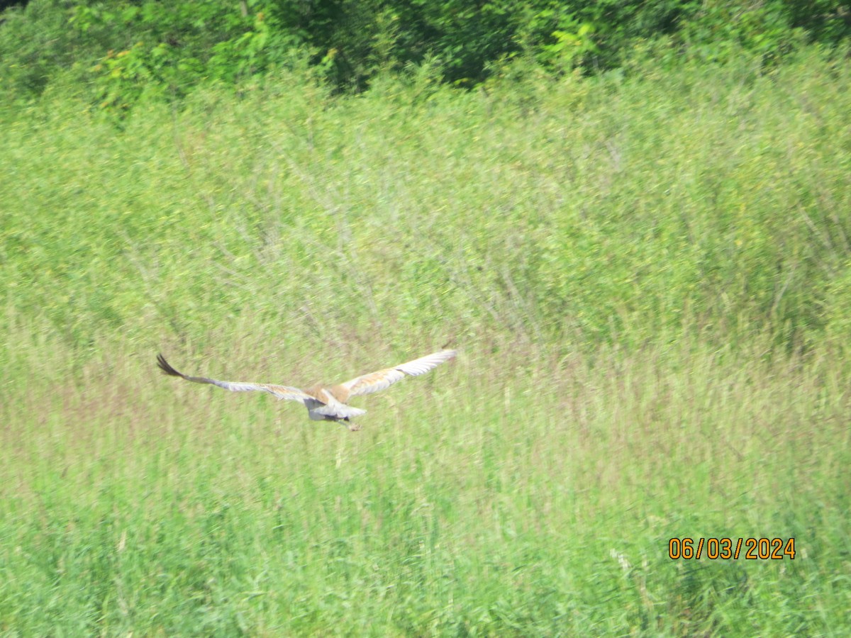 Sandhill Crane - ML619993061