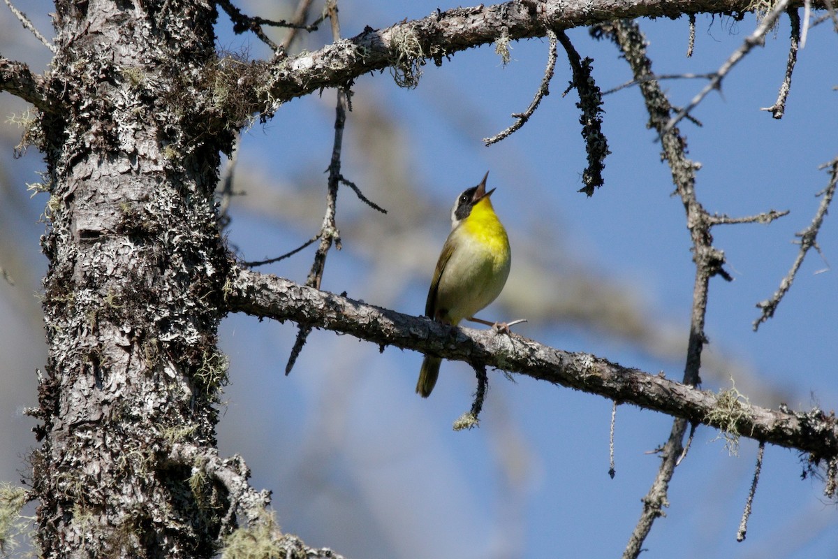 Common Yellowthroat - ML619993068