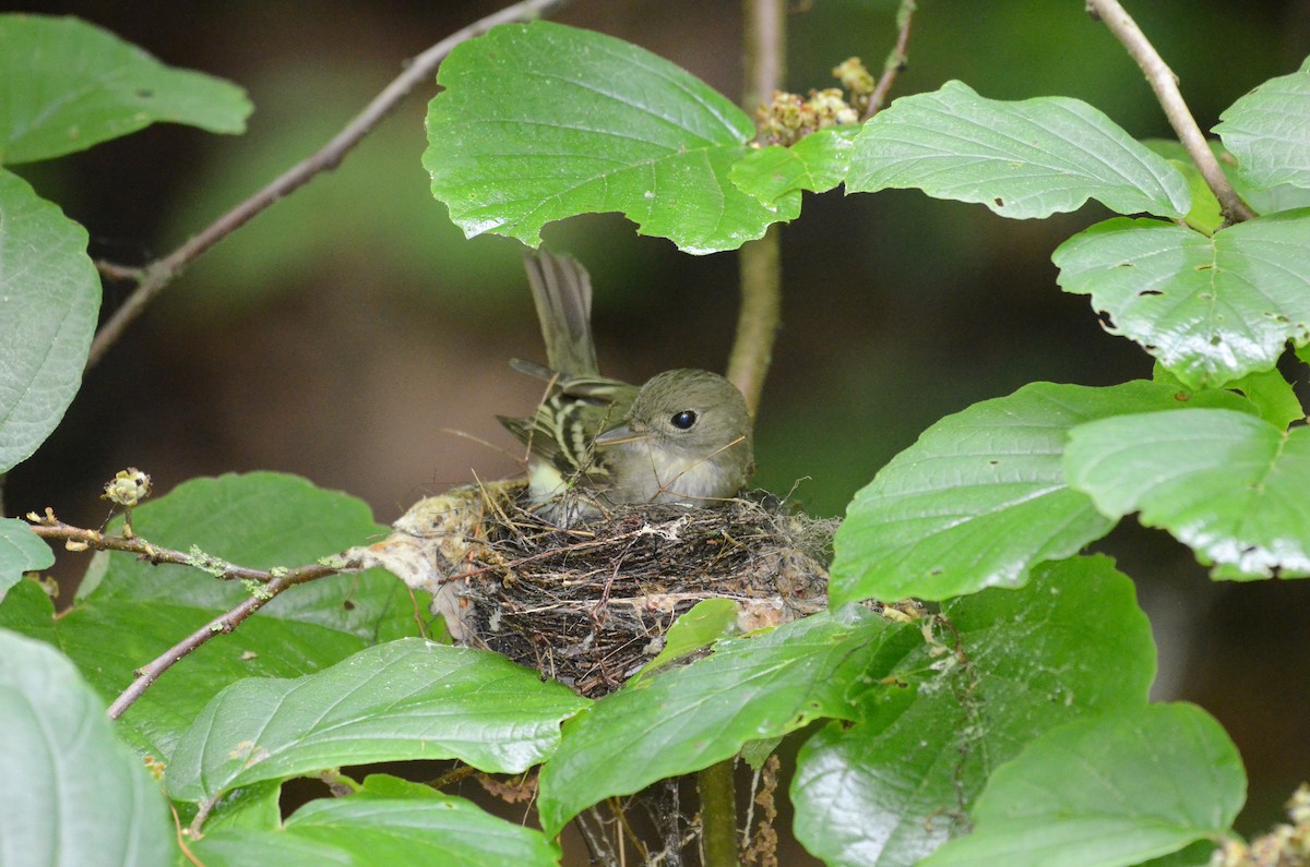 Acadian Flycatcher - ML619993071