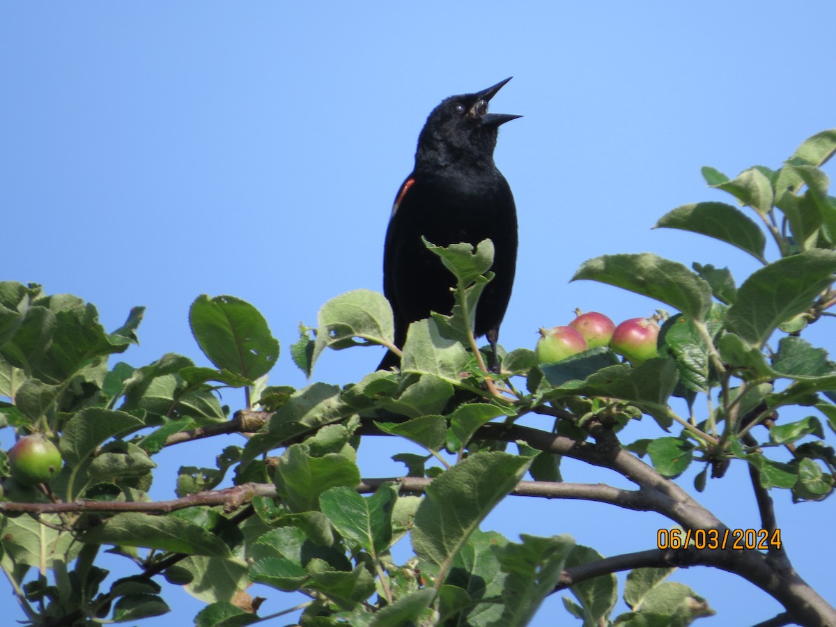 Red-winged Blackbird - ML619993076