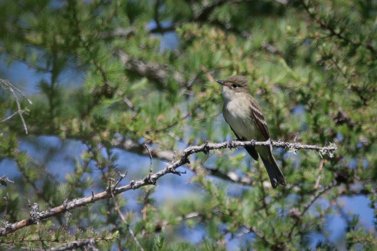 Alder Flycatcher - ML619993078