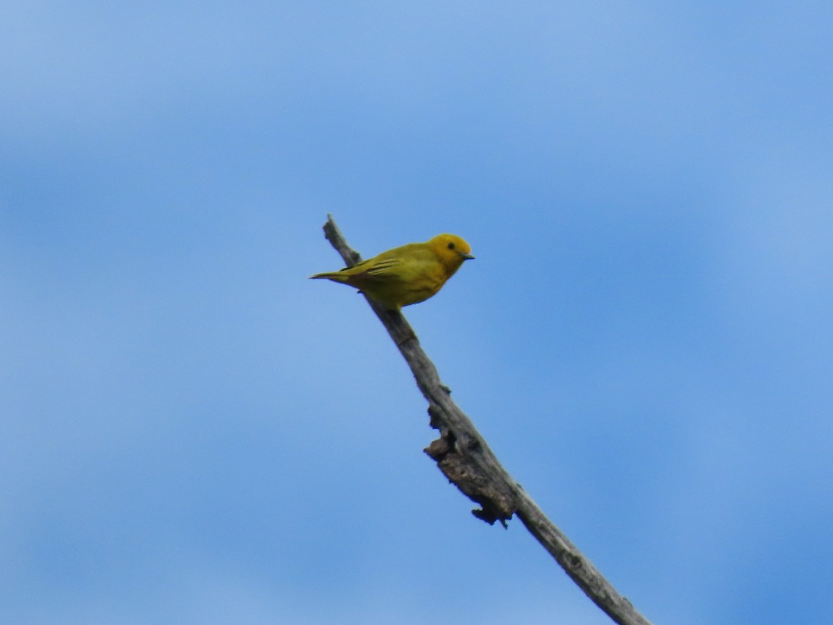 Yellow Warbler - ML619993092