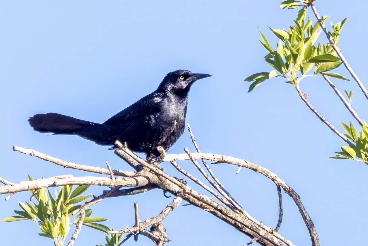 Great-tailed Grackle - ML619993093