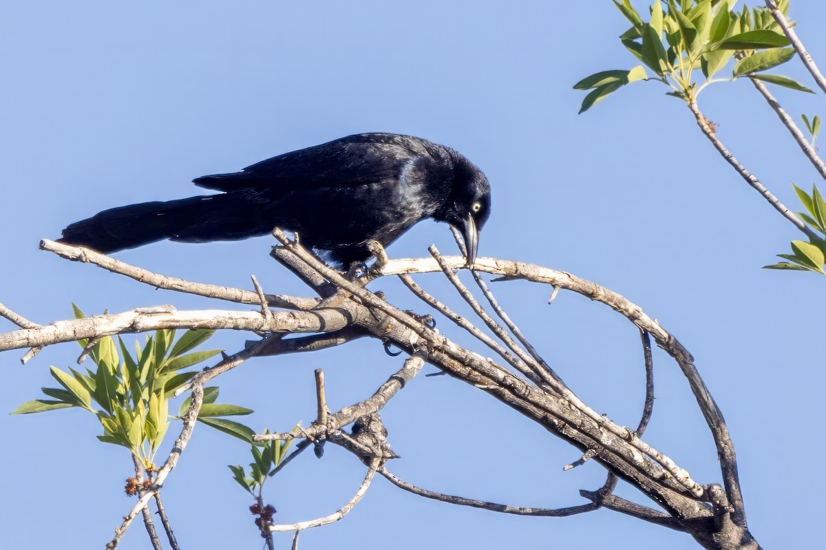 Great-tailed Grackle - ML619993094