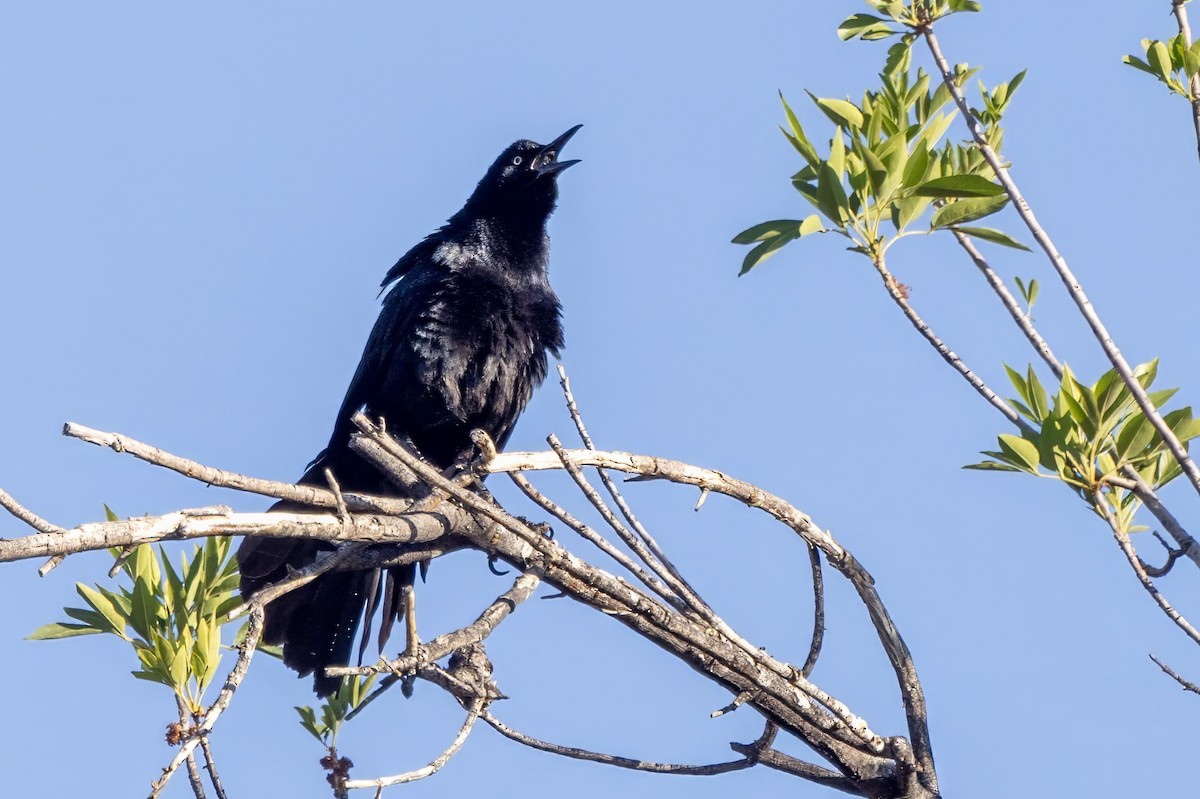 Great-tailed Grackle - ML619993095