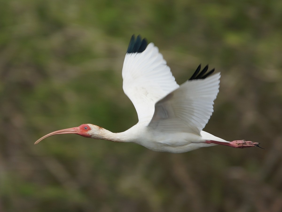 White Ibis - ML619993099