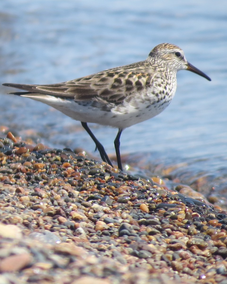 White-rumped Sandpiper - ML619993101