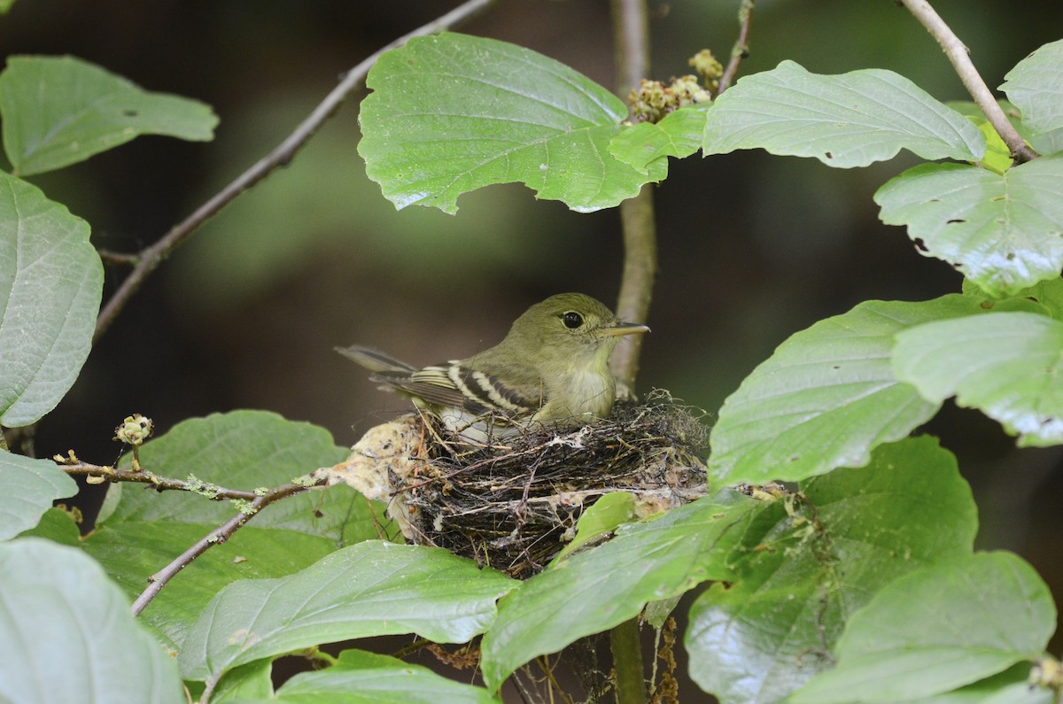 Acadian Flycatcher - ML619993104