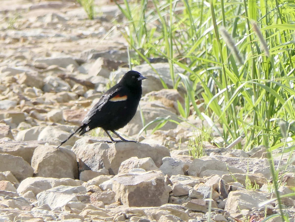 Red-winged Blackbird - ML619993105