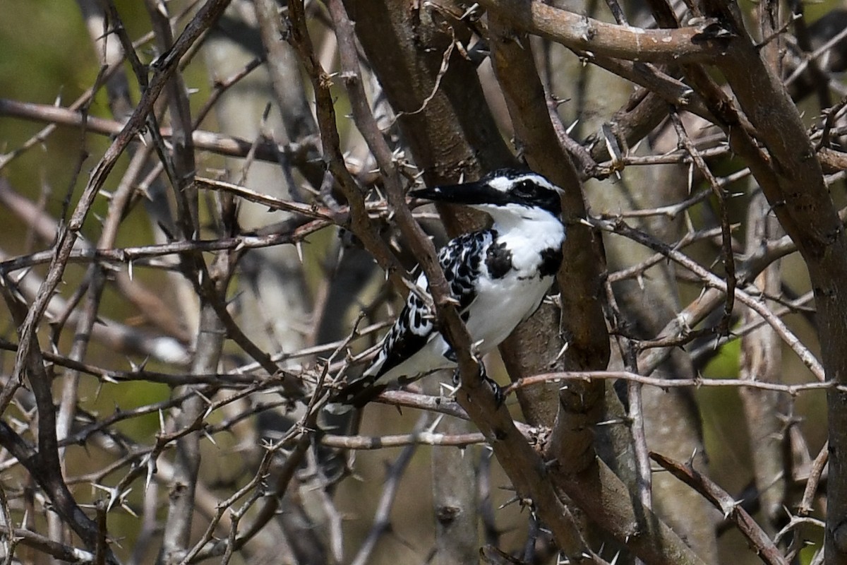 Pied Kingfisher - ML619993115