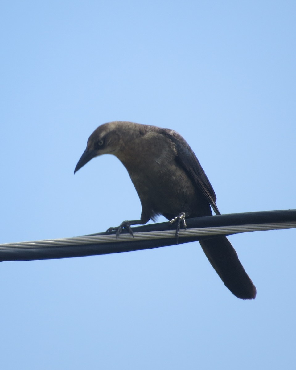Great-tailed Grackle - ML619993116