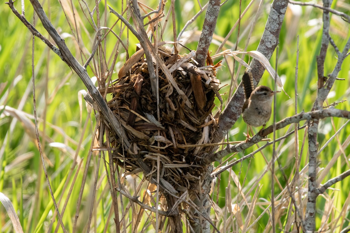 Marsh Wren - ML619993125